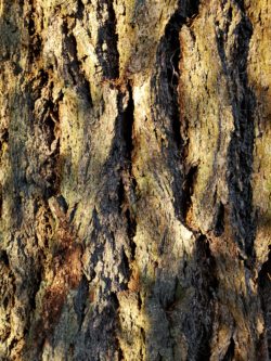 Fissured bark of older Douglas-fir