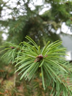 Douglas-fir needle arrangement