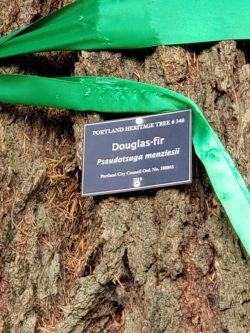 Portland Heritage Tree Douglas Fir Plaque