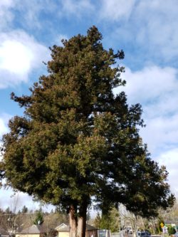 Portland Heritage Tree Japanese Cedar Full Height