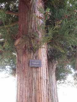 Portland Heritage Tree Japanese Cedar Plaque