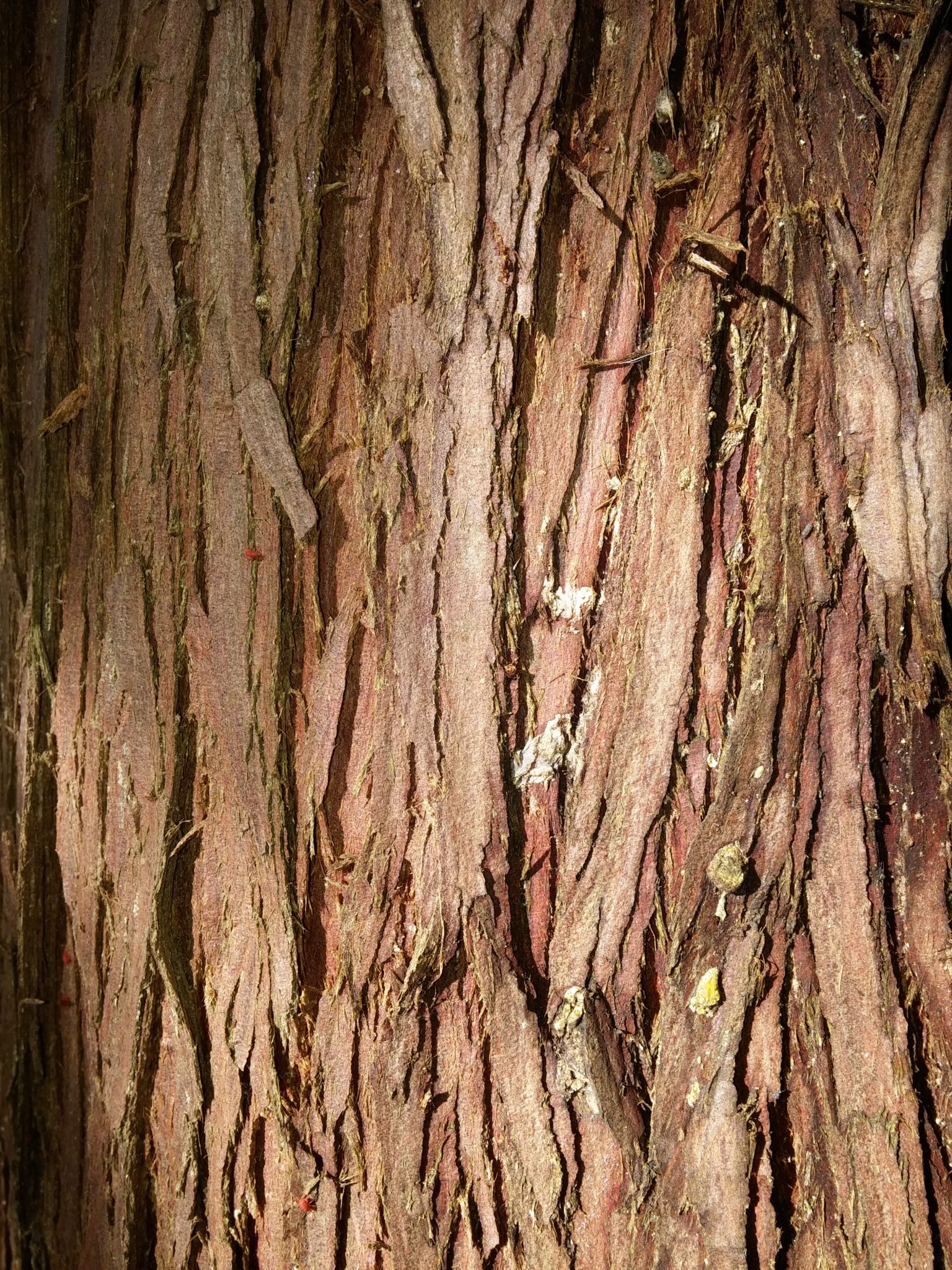 Tree Bark Tree Bark