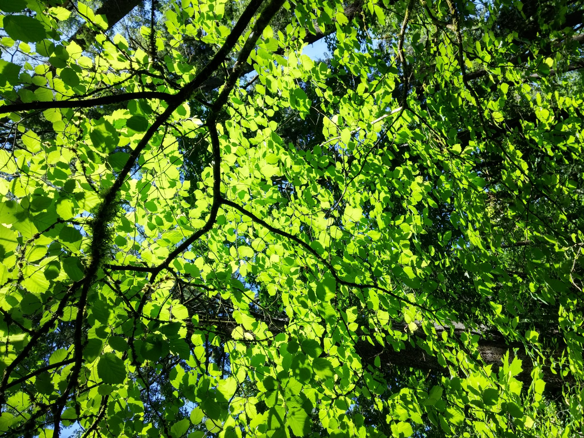 Canopy shade of tree