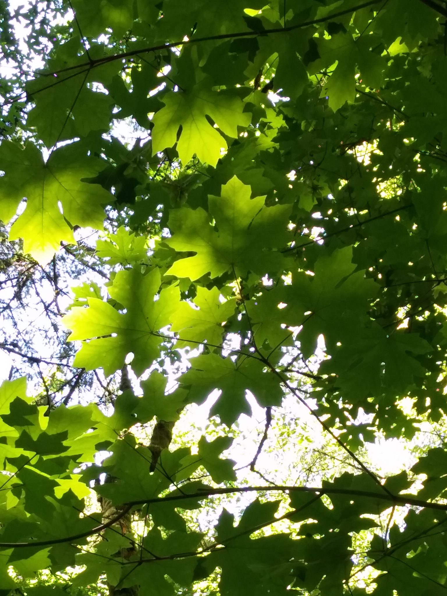 Bigleaf maple canopy
