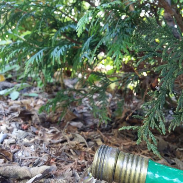 Dripping hose under young cedar tree
