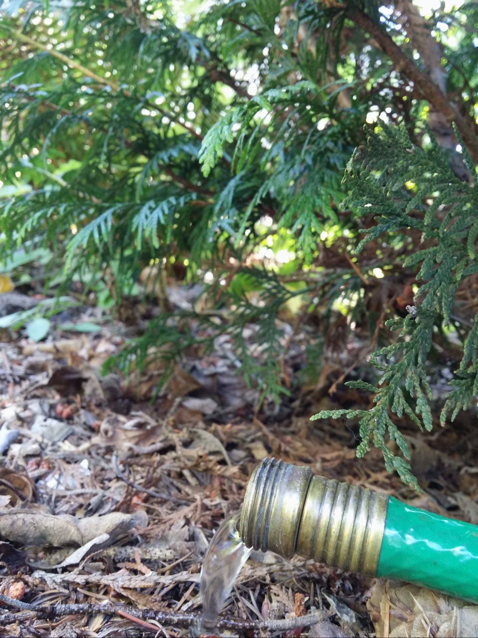 Dripping hose under young cedar tree