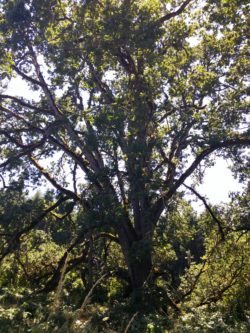 Oregon Garden Signature Oak