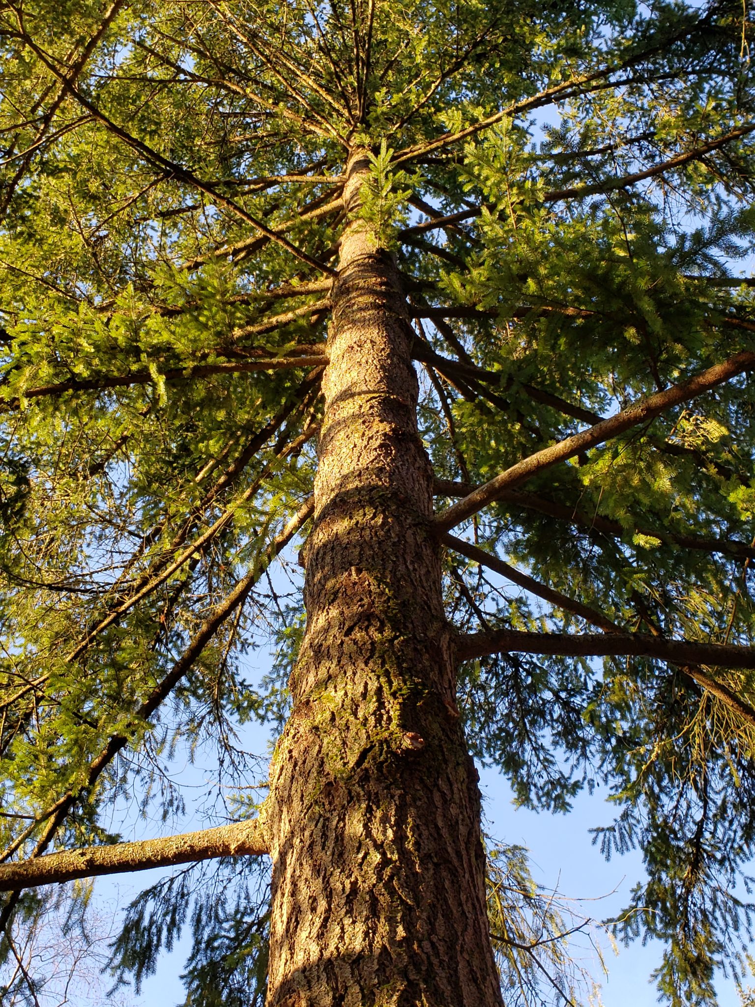 Douglas-fir under canopy