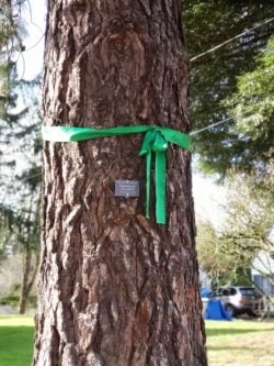 Portland Heritage Tree