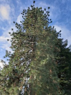 Portland Heritage Tree Ponderosa Pine Canopy