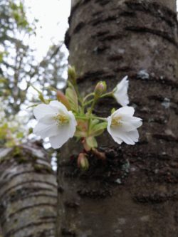 cherry tree blossoms close up