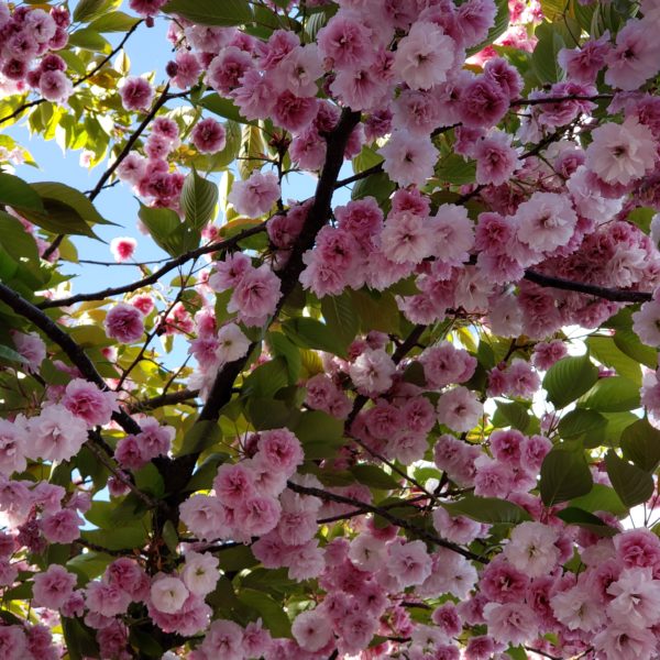 Flowering cherry blossoms in Millennium Park Lake Oswego