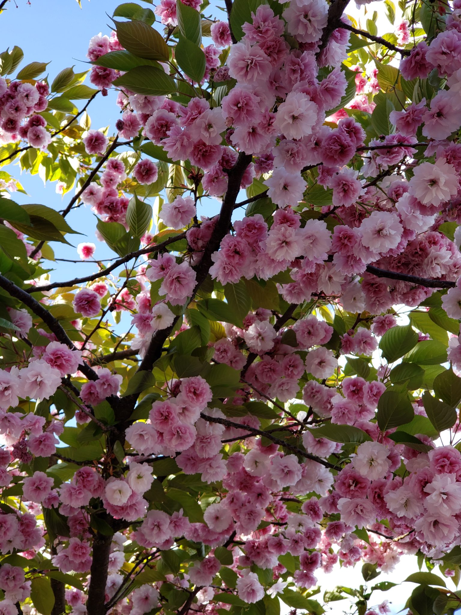 Flowering cherry blossoms in Millennium Park Lake Oswego