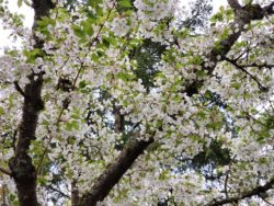 White flowering cherry canopy