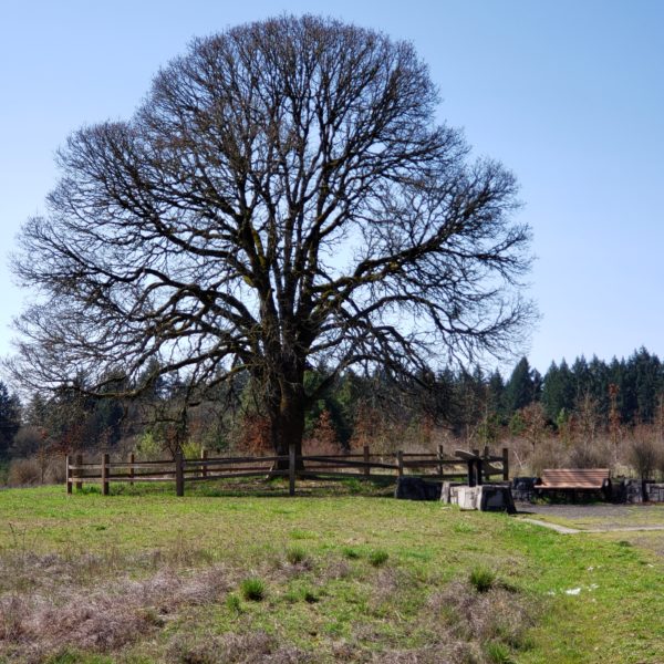Graham Oaks Oregon white oak