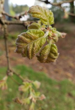 Spring leaves of Oregon white oak