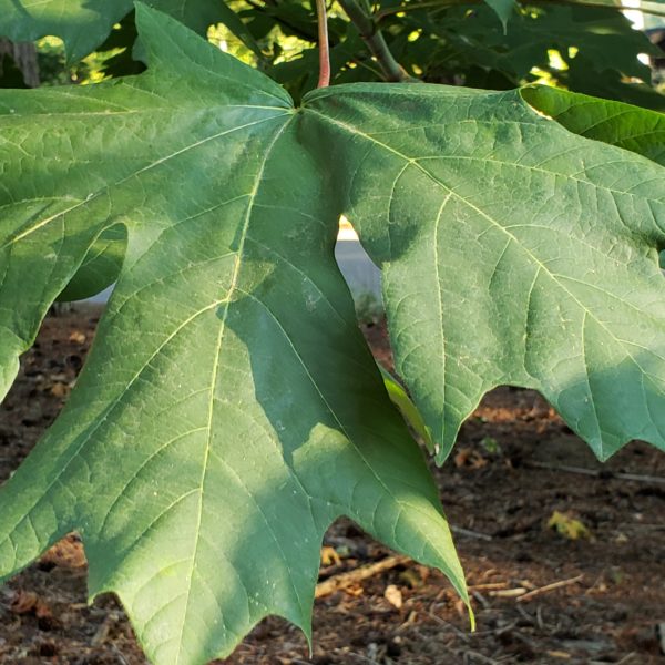 Bigleaf maple leaf