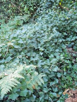 Dense mat of English ivy