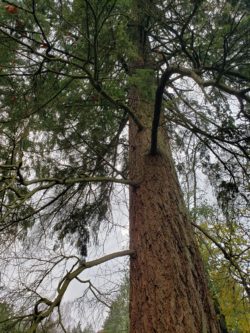 Dead lower Douglas fir branches