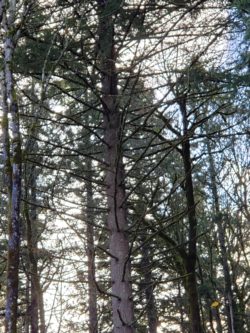 Douglas fir with self pruned lower limbs