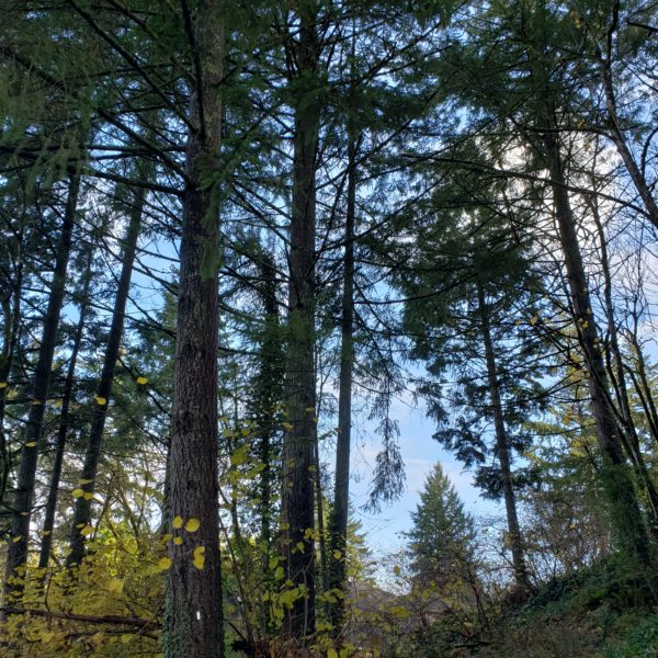 Douglas fir woods with lower limbs self pruned