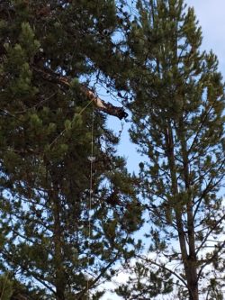 Hanger in pine tree