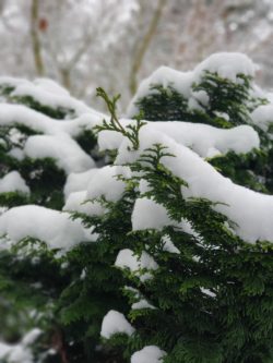Snow on Hinoki cypress