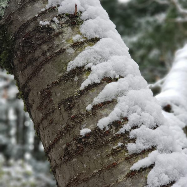 Snow on cherry tree bark