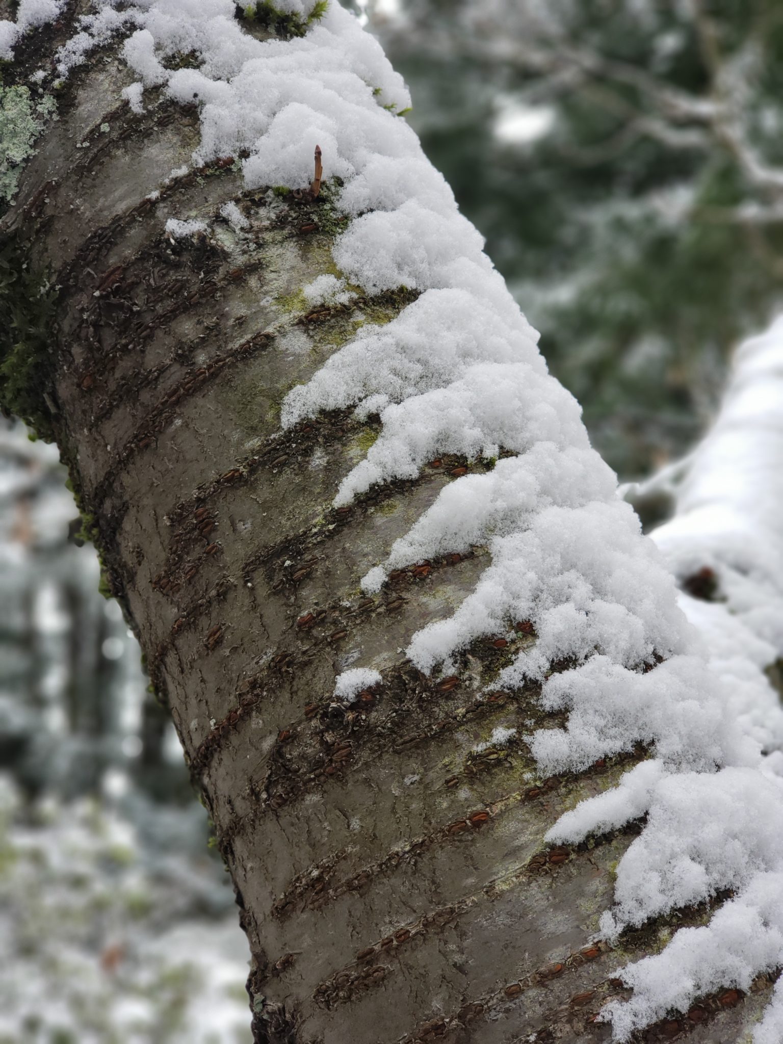 Snow on cherry tree bark