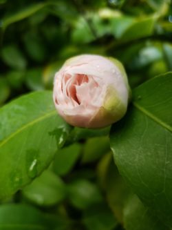 Camellia flower bud break