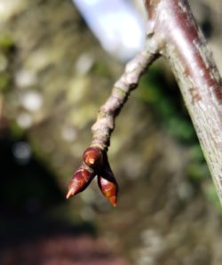 Flowering cherry bud scale covering