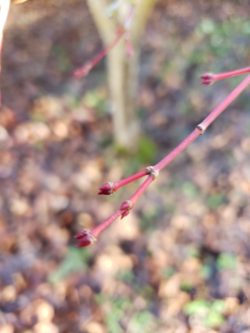 coral bark maple buds