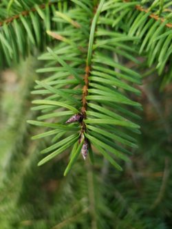 Douglas-fir bud