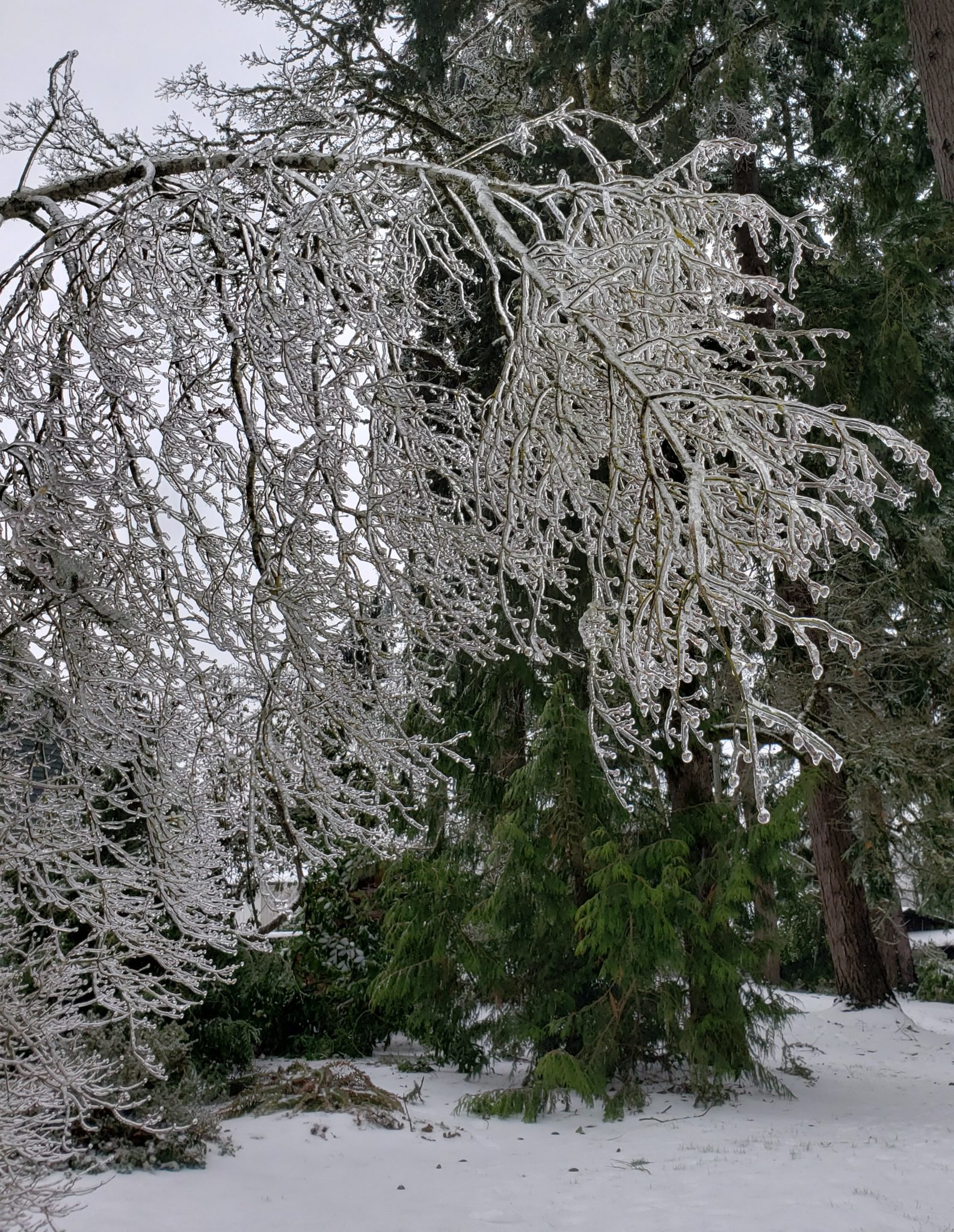 Ice on tree