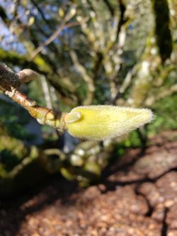 Saucer magnolia bud insulating fuzz covering in winter