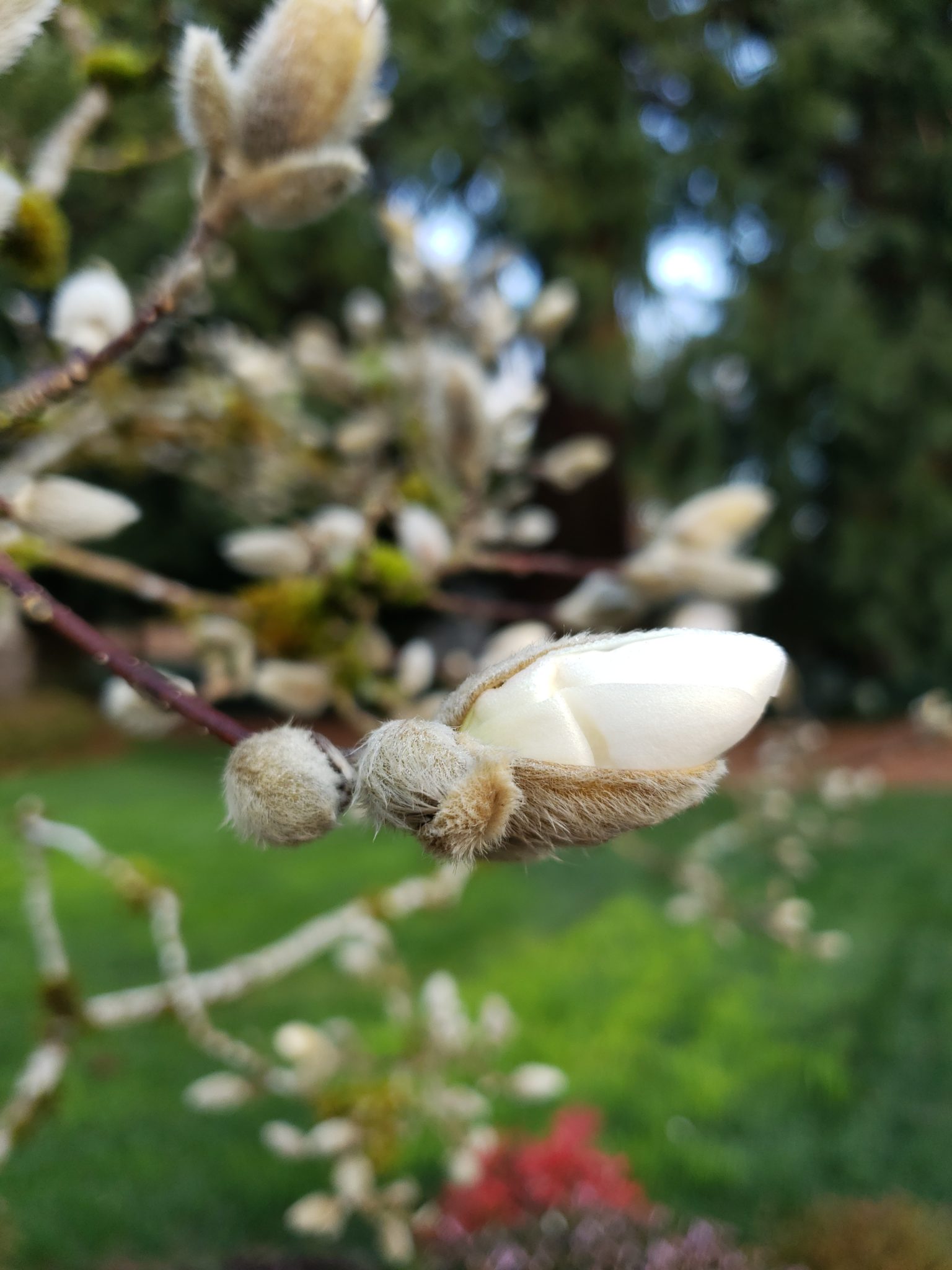 Star magnolia flower bud opening