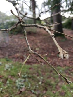 white oak buds