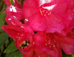 Bumblebee on rhododendron