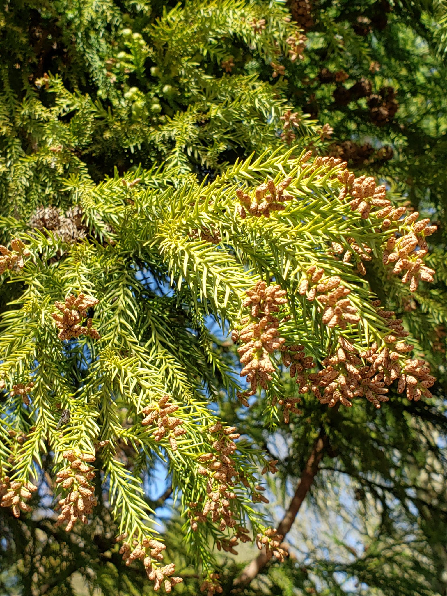 Conifer male pollen cones