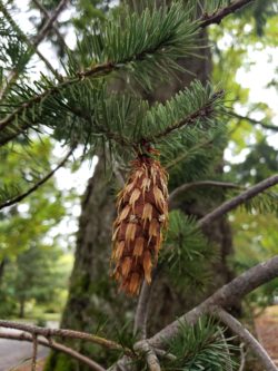 Douglas fir female seed cone
