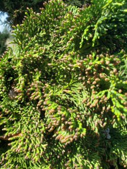 Hinoki cypress male cones