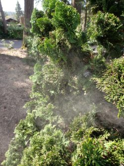 Hinoki cypress pollen