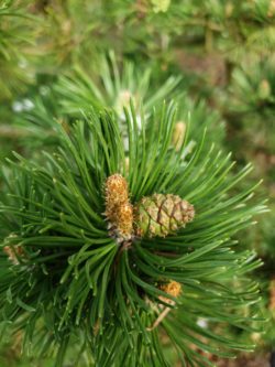 Mugo pine male and female cones