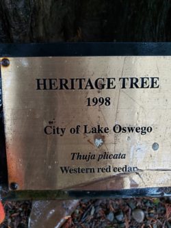 Lake Oswego Heritage Tree Sign Western redcedar
