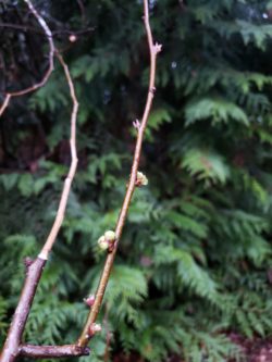 Flower buds on cut branches