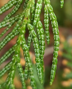 western redcedar white stomatal bands