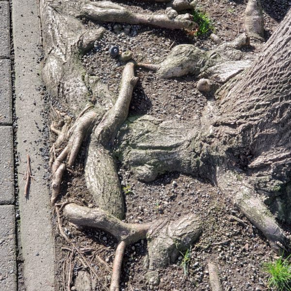 Tree with limited root growth