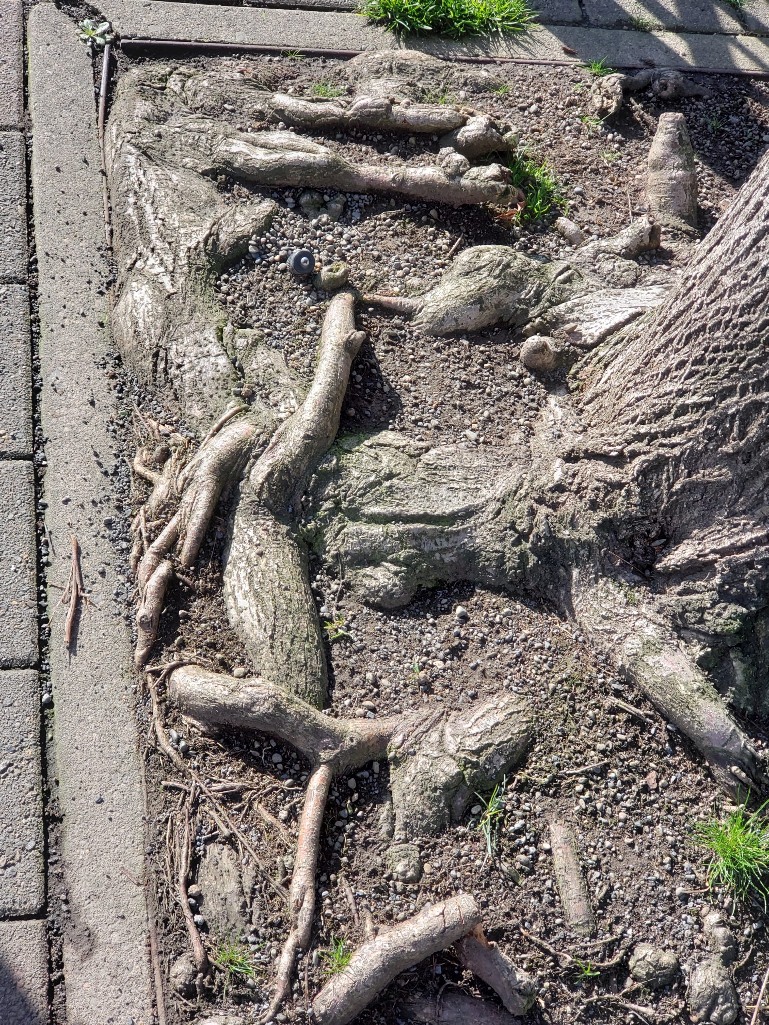 Tree with limited root growth