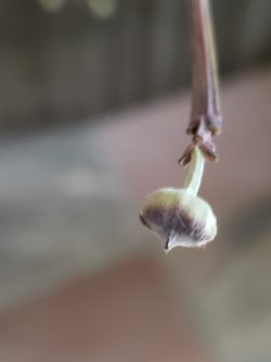 Dogwood flower bud before opening