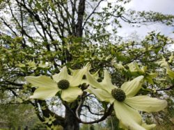 Pacific dogwood blooms 